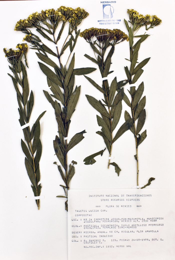Tagetes lucida